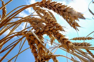 Moscow-backed Luhansk region in Ukraine to send 'liberated' grain to Russia -Tass