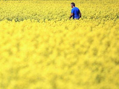 Thunder fever: Allergy sufferers warned over high pollen count