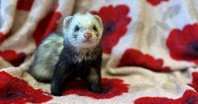 Lanarkshire-based animal charity issues appeal to find homes for overlooked ferrets