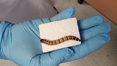Polystyrene-eating superworms may help develop new ways to dispose of waste
