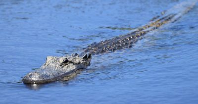 Man bit by alligator after mistaking reptile for ‘dog with a long leash’