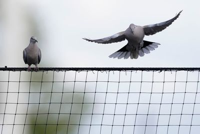 Bird flu arrives in Southwest after millions of birds die