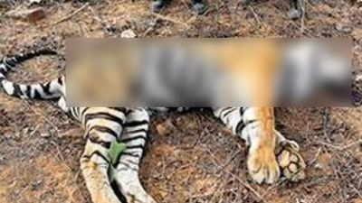 Madhya Pradesh: Tiger found dead near Panna reserve, cause a mystery