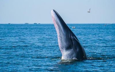 Sci-Five | The Hindu Science Quiz: on marine mammals