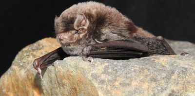 One of Australia’s tiniest mammals is heading for extinction – but you can help