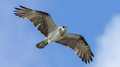 Ospreys set to make a strong comeback with installation of artificial nesting platforms