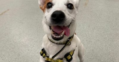 Adorable dogs who desperately need a new home in Greater Manchester