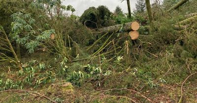 Calls for energy networks to shape up after report into the Storm Arwen response