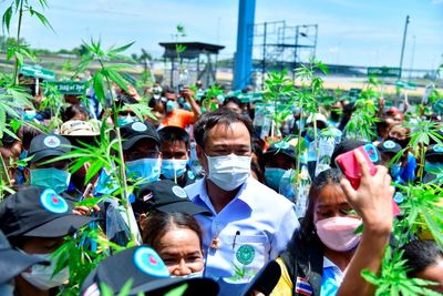 Thailand starts million-plant cannabis giveaway, but discourages getting high