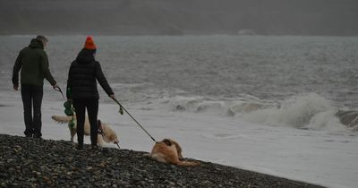 List of Dublin beaches where dogs are banned from going off-lead this summer