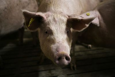 Italy to kill 1,000 pigs in swine fever outbreak