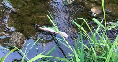 Fears of toxic chemical contamination after hundreds of fish found dead in Kildare river