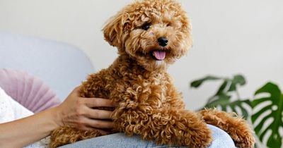 Dog '3-3-3 rule' goes viral online to show stages of adopting a rescue