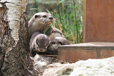 Otters are killing expensive pet fish, say police