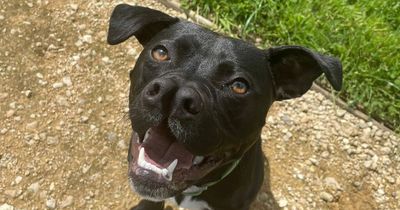 Puppy with split nose searching for new home after living 'sheltered life'