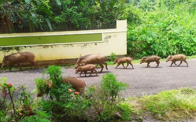 The wild boar challenge: To kill or not to kill