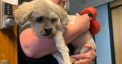 Lost dog is 'melting the hearts' of Lanarkshire cops who appeal to trace its owner