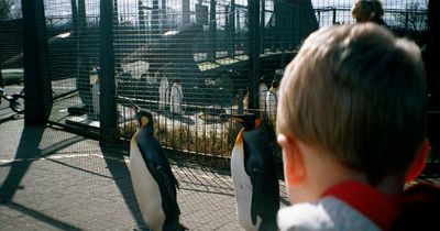 Edinburgh Zoo prices, opening and closing times for summer 2022