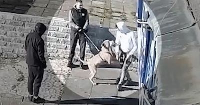 Killer bulldog 'Beast' lunges at strangers including child in CCTV before mauling boy