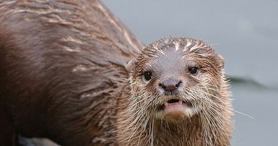 Police 'certain' otters are killing expensive pet fish from ponds