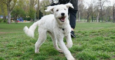 Rare dog searches for new home after being dumped in old factory