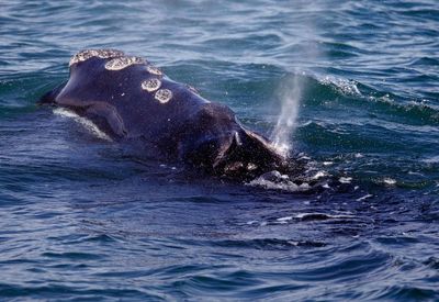 New restrictions on ships to protect whales coming soon