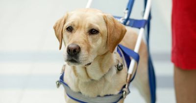 Bride left feeling numb after banning best friend's guide dog from her wedding