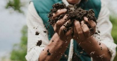Ideal growing conditions for Westland Horticulture see profits soar