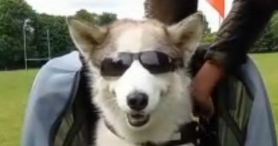 'Bonkers' old dog rides in trailer with sunglasses - and people are obsessed