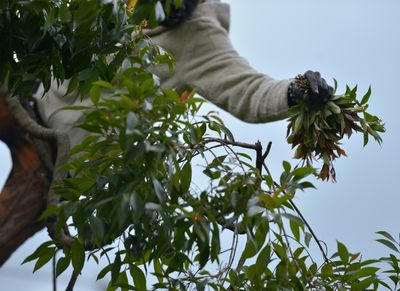 Somalia to lift Kenyan khat ban as ties improve