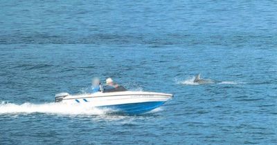 Speedboat owner fined for disturbing dolphins