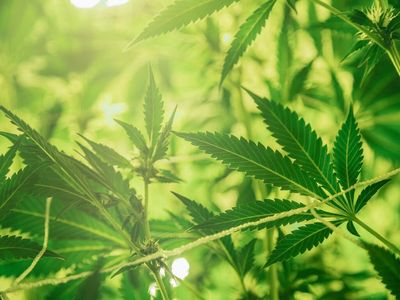 Cannabis Reg. Update: California's Penalties For Illegal Weed Farms, Water Theft & Pollution, Green Dragon Workers Unionize And More