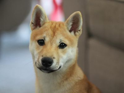 Why Shiba Inu Was Extremely Volatile Today