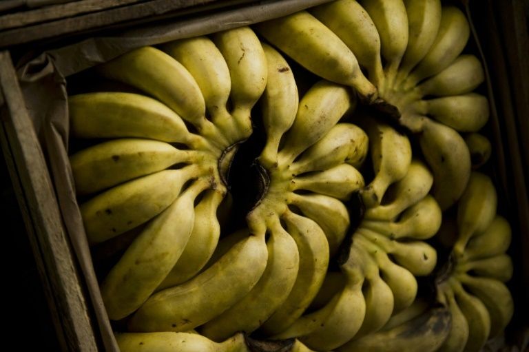 Czech police find over 800 kilos of cocaine in banana…
