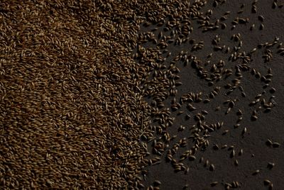 Russian-held Ukraine region scheming to sell grain to North America - RIA