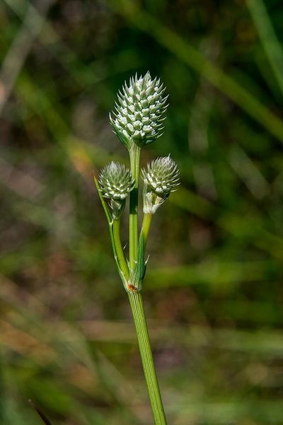 Rare wetland plant found in Arizona now listed as endangered