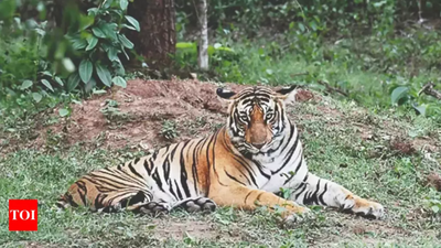 Nod to Uttar Pradesh's 4th tiger reserve in Ranipur