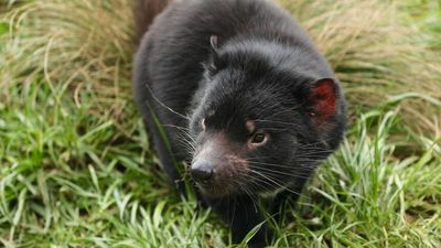 Tasmanian devil joeys mark success for breeding program on mainland Australia