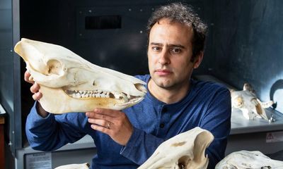 ‘Dinosaurs are not us’: book reveals how mammals came to rule the world