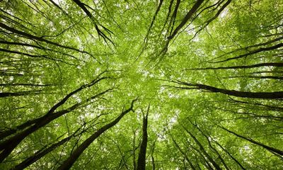 ‘Girls make phenomenal tree climbers’: call for recruits to meet UK planting goals