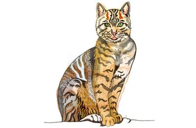 Why do cats hiss, and where do birds sleep at night? Try our kids’ quiz