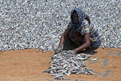 WTO negotiators finalise key texts on fishing, COVID jabs