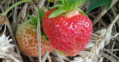 Pick your own strawberry farms in and near the North East you can drive to from Newcastle