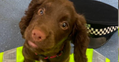 Edinburgh Police unveil adorable new trainee puppy recruit Tweed