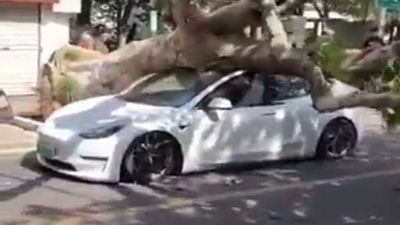 Huge Tree Falls On Tesla Model 3 But Roof Doesn't Buckle, Saving Driver