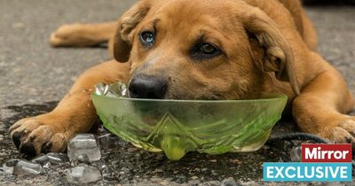Vet's clever way to tell if your dog is dehydrated in seconds