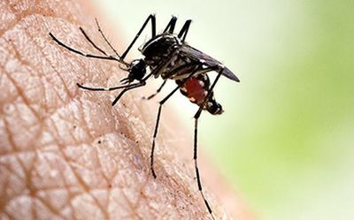 With dengue on the rise, Karnataka intensifies prevention and control measures