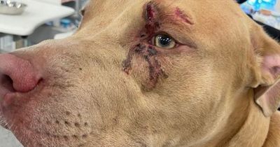 Cruel pet owner punched pup in the face and let it walk in front of a train