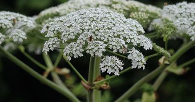 Warning over Britain's most dangerous plant following sightings of Giant Hogweed in East Midlands