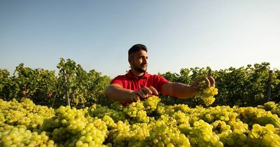 Inside UK's 'secret' vineyard that rivals one of the best wine regions in the world